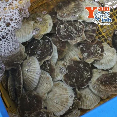 참가리비 2kg 9-11미 일본산 생물 산소포장 이미지