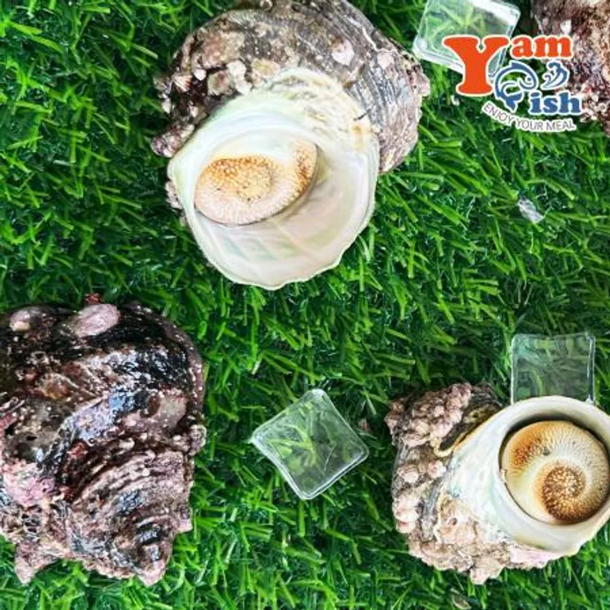 완도 뿔소라 3kg 이미지