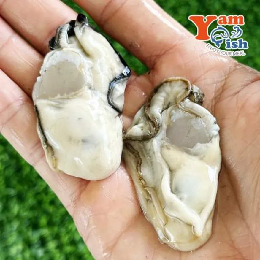 통영 굴 생굴 1kg 세척 알굴 이미지