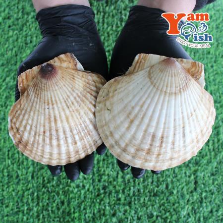 대왕 참가리비 2kg 5-6미 일본산 생물 산소포장