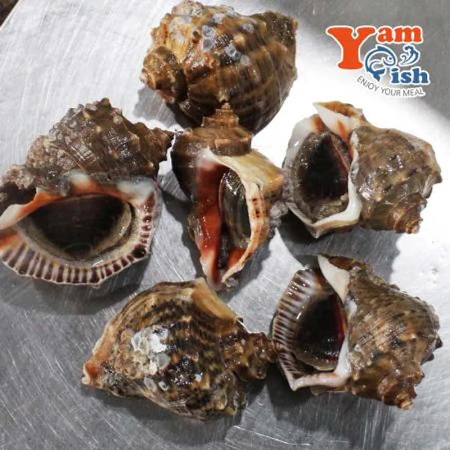 자연산 참소라 특대 3kg 이미지