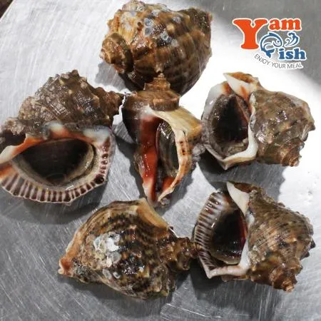 자연산 참소라 특대 3kg 이미지