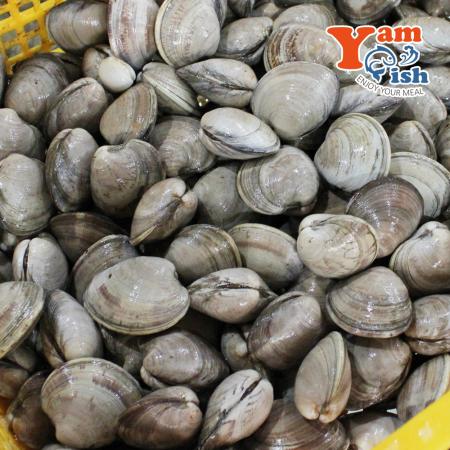 백상합 백합 조개 소 1kg 생물 산소포장