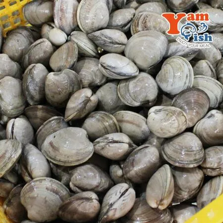 백상합 백합 조개 소 1kg 생물 산소포장