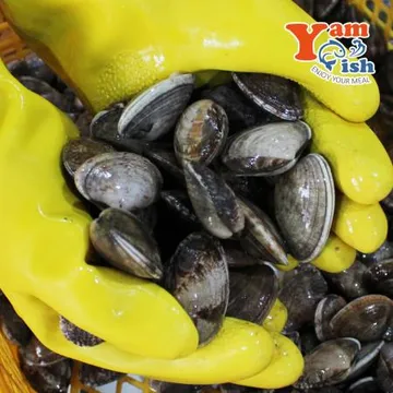 중국산 왕바지락 2kg 생물 산소포장