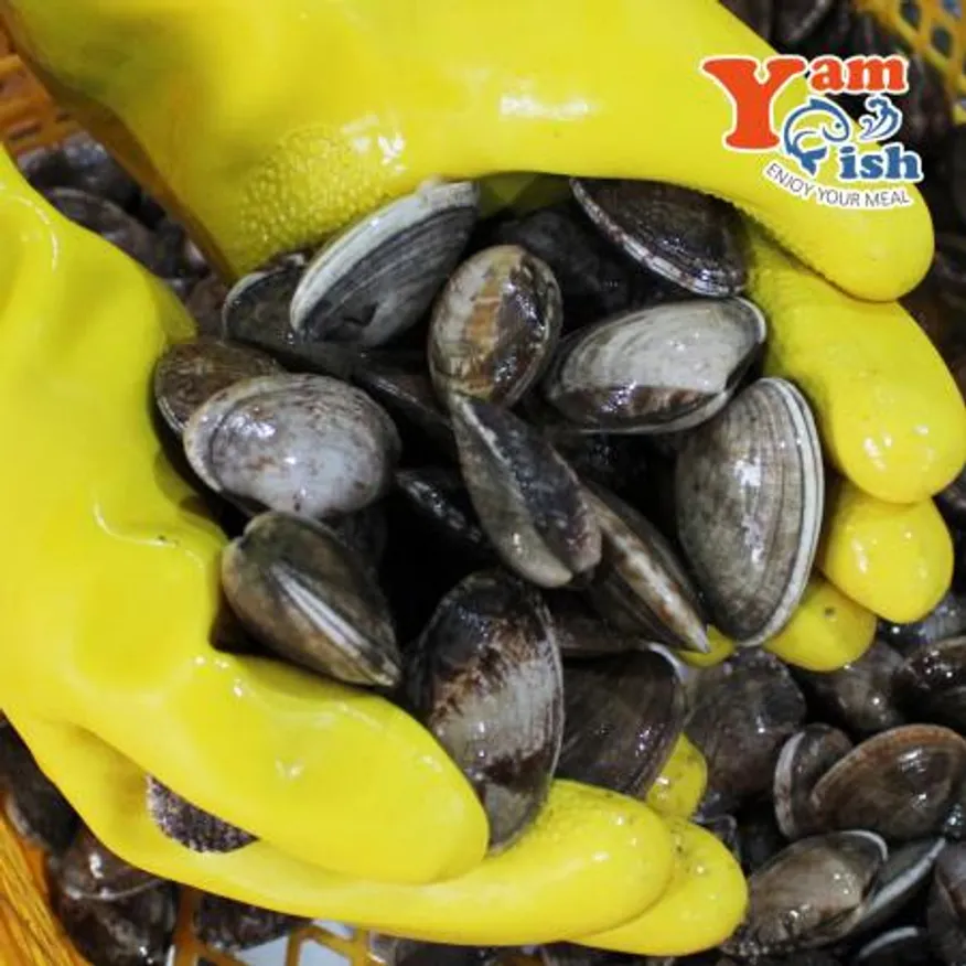 중국산 왕바지락 2kg 생물 산소포장 이미지