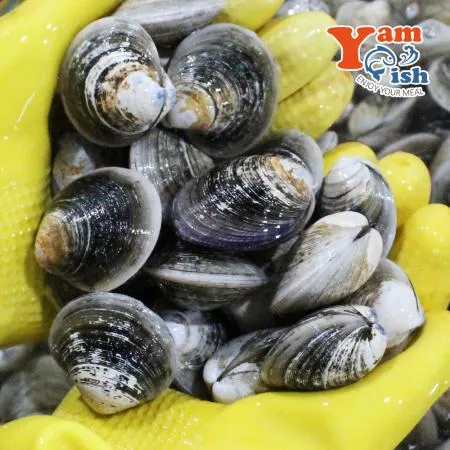 모시조개 대 1kg 제철 모시