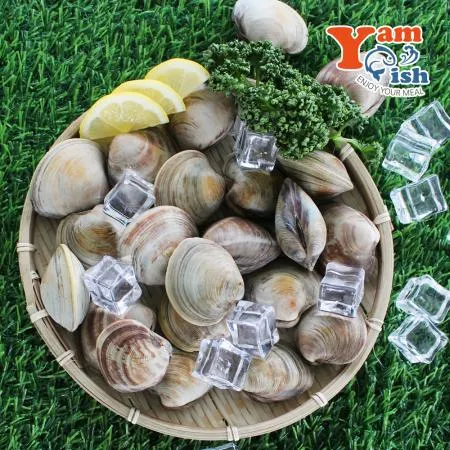 백상합 백합 조개 3kg 생물 산소포장