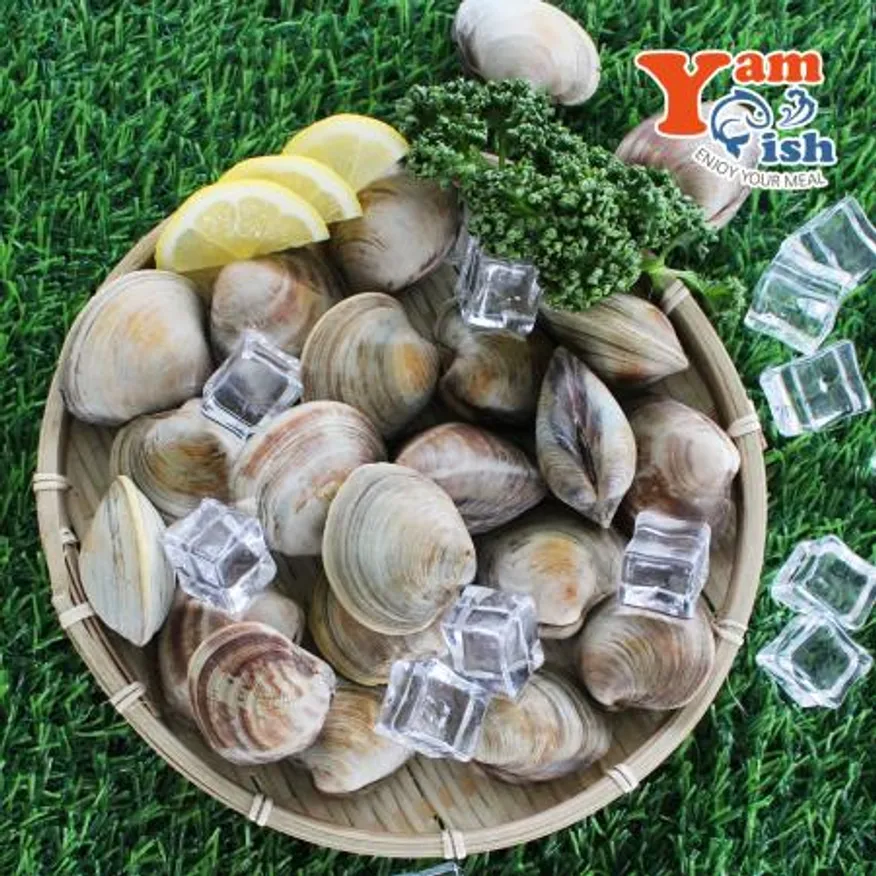 백상합 백합 조개 3kg 생물 산소포장 이미지