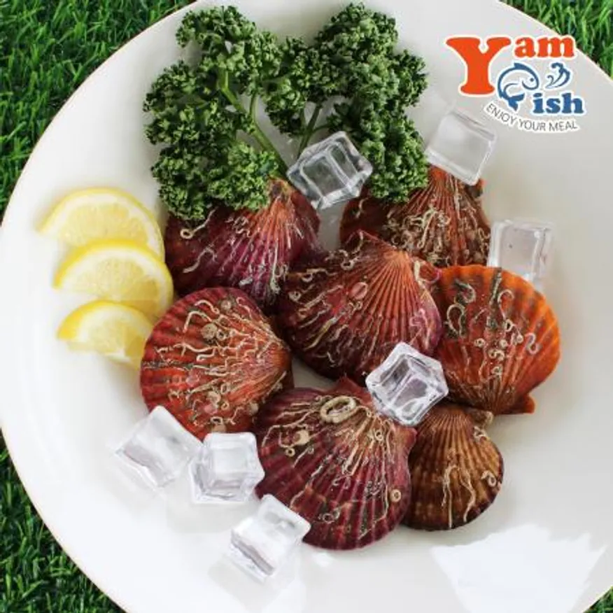 통영 홍가리비 대사이즈 2kg 이미지