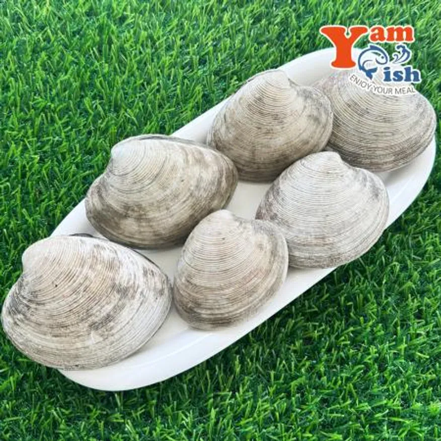 동해안 돌조개 1kg 캠핑 조개구이 조개찜 이미지