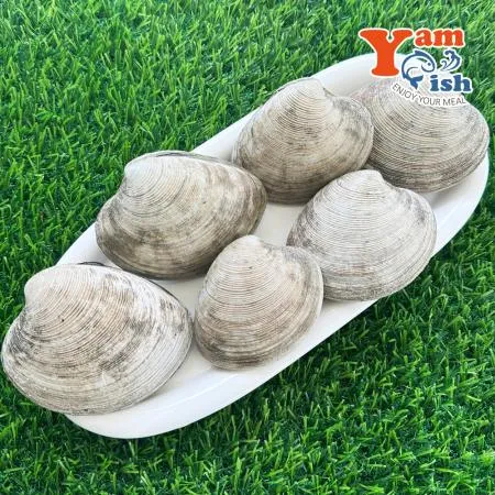 동해안 돌조개 1kg 캠핑 조개구이 조개찜 이미지