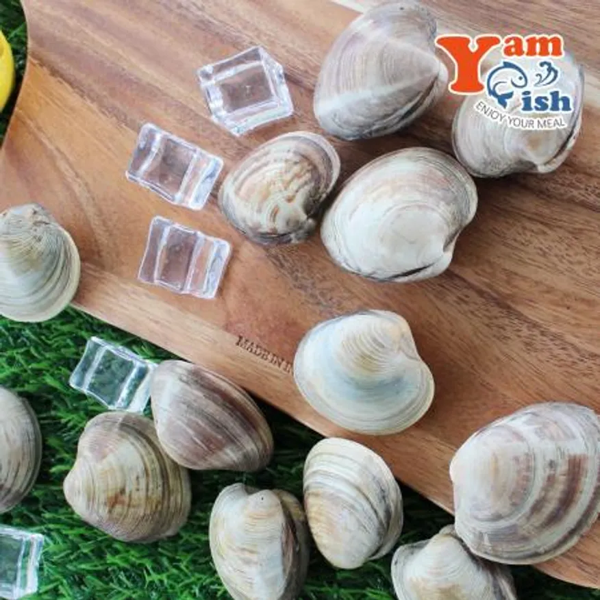 백상합 백합 조개 1kg 생물 산소포장 이미지