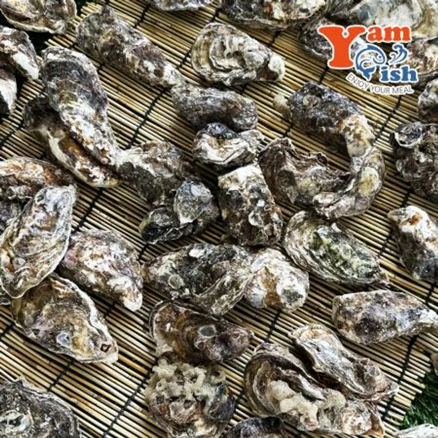 통영 제철 굴 석화 10kg 각굴 석굴 이미지