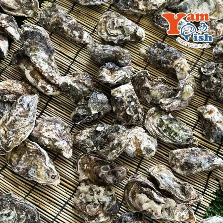 통영 제철 굴 석화 10kg 각굴 석굴 이미지