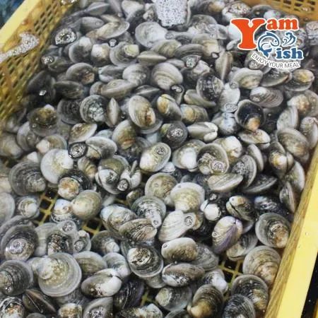 모시조개 대 1kg 제철 모시 이미지