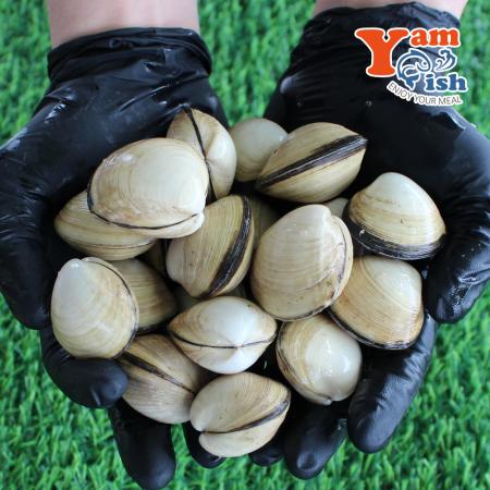 서해 자연산 동죽조개 1kg 생물 산소포장