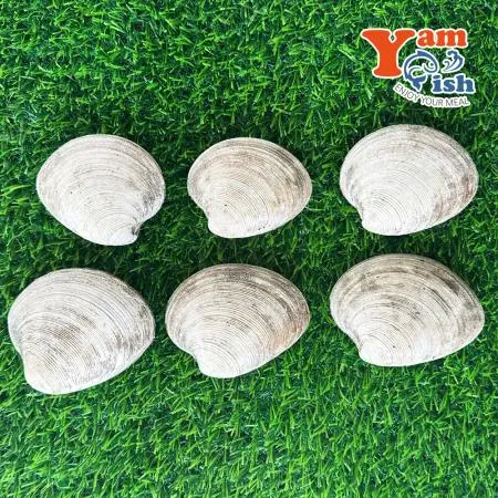 동해안 돌조개 1kg 캠핑 조개구이 조개찜 이미지