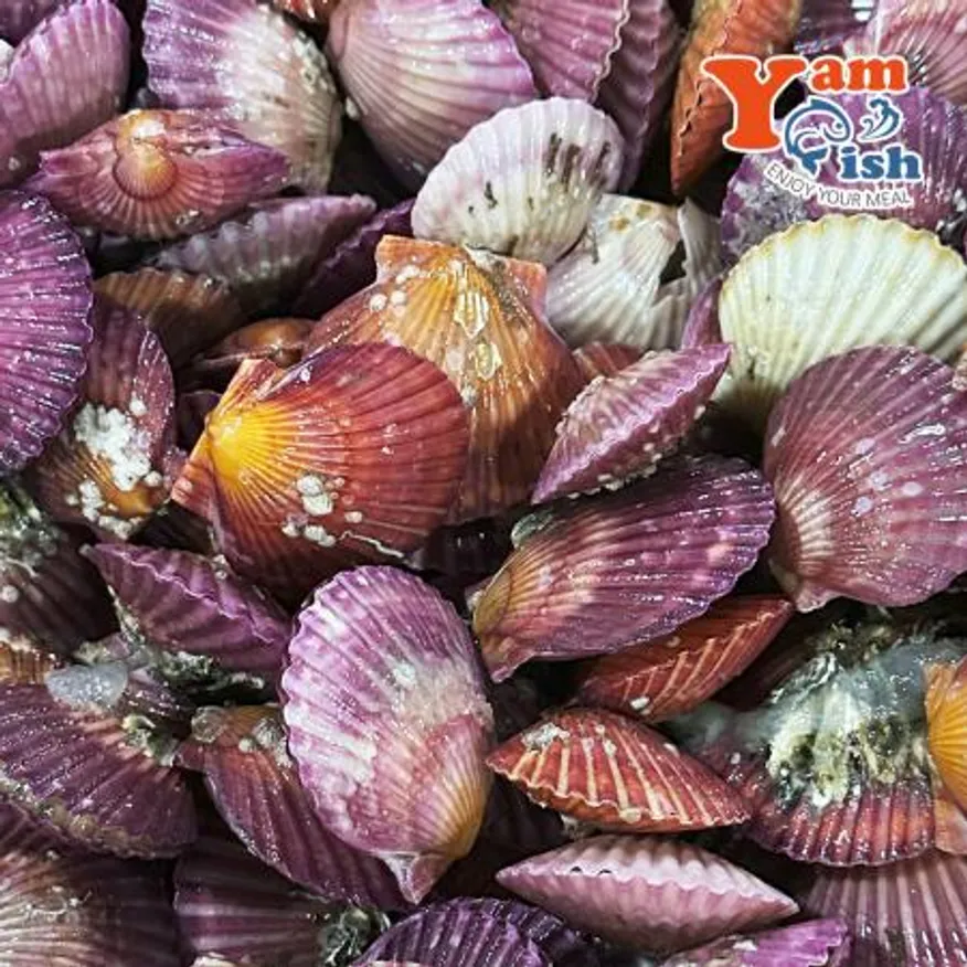 통영 홍가리비 대사이즈 1kg 17-18미 이미지