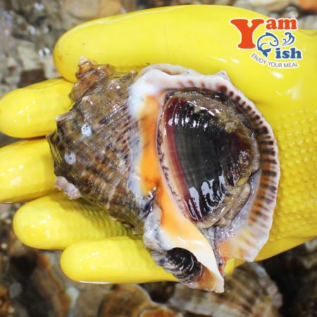 자연산 참소라 특대 2kg