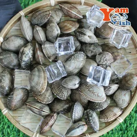 중국산 왕바지락 3kg 생물 산소포장
