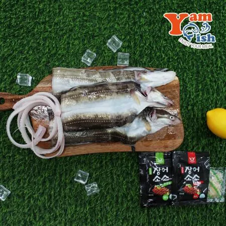 통영 바다장어 붕장어 1kg 4-5미 손질후 750g 내외 산지직송(머리뼈 유) 이미지