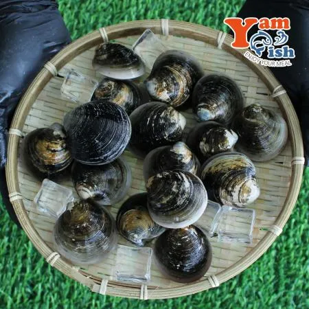 서해 자연산 모시조개 2kg 흑모시 생물 산소포장 이미지