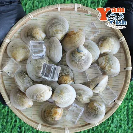 서해 자연산 모시조개 1kg 백모시 생물 산소포장