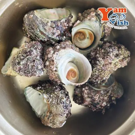 완도 뿔소라 1kg 캠핑 조개구이 조개찜 이미지