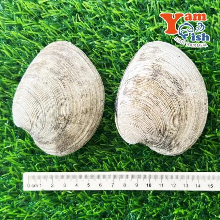 동해안 돌조개 1kg 캠핑 조개구이 조개찜 이미지