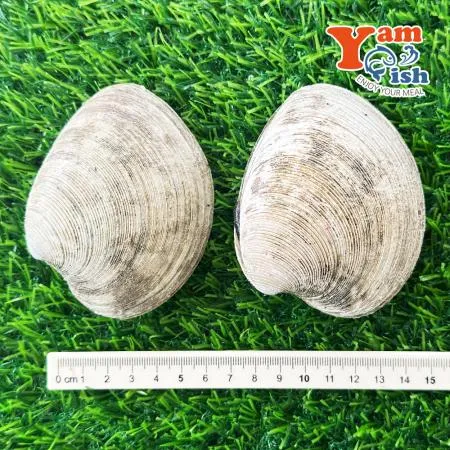 동해안 돌조개 1kg 캠핑 조개구이 조개찜 이미지