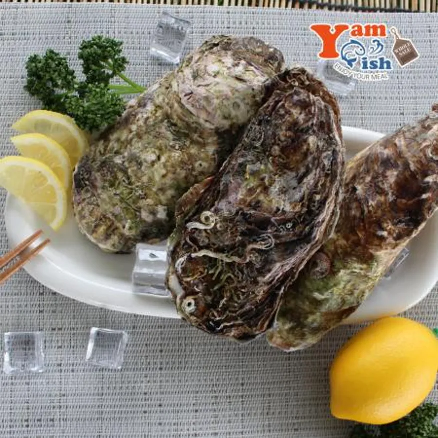 삼배체굴 큰굴 석화 2kg 생물 이미지