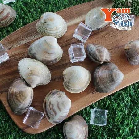 백상합 500알 백합 조개 1kg 소 생물 이미지