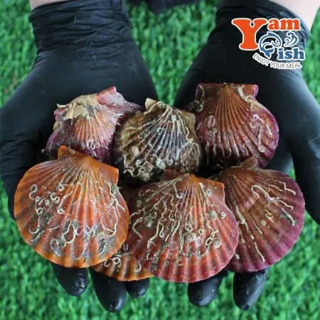 통영 홍가리비 2kg 이미지