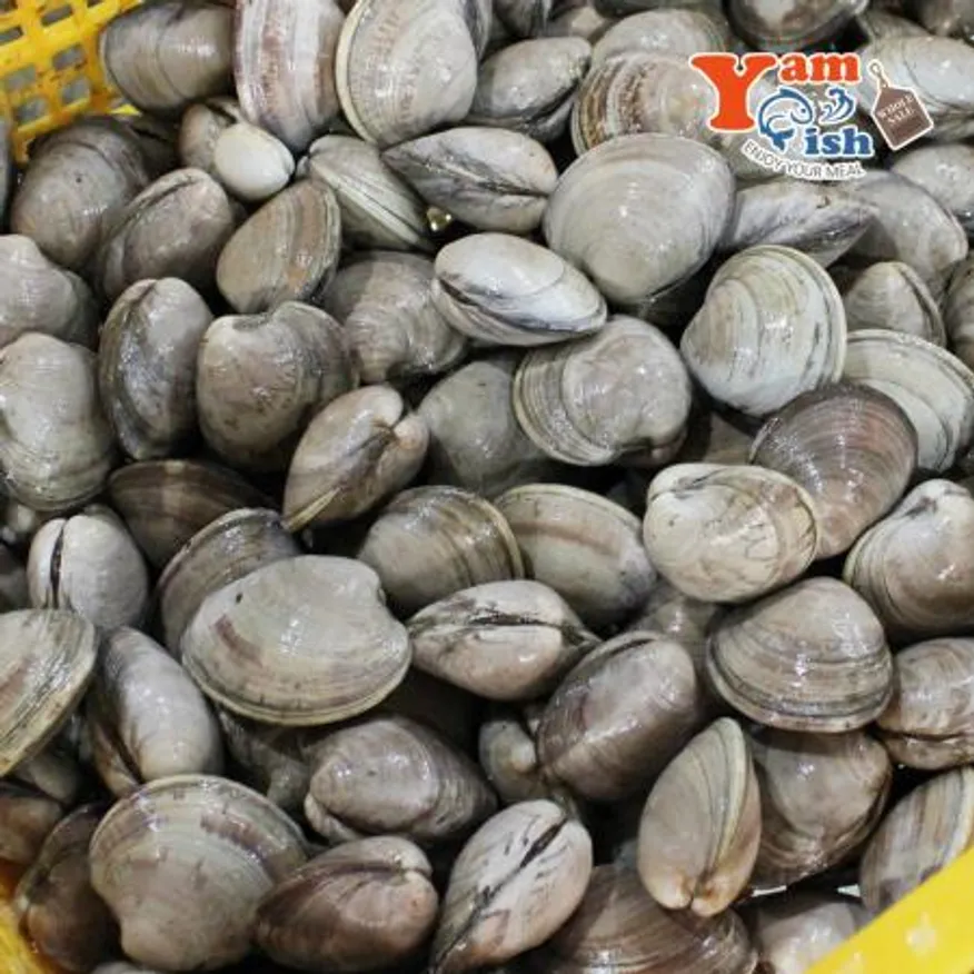 백상합 500알 백합 조개 소 2kg 생물 이미지