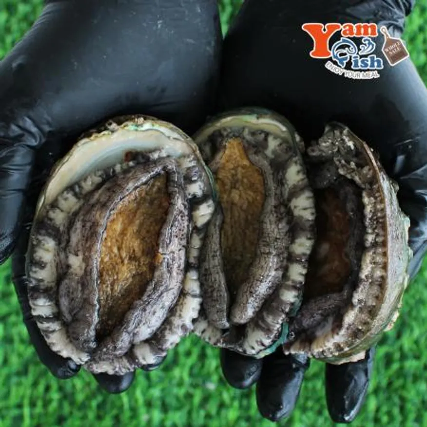 완도 활 전복 2kg (1kg 7미) 특대 이미지