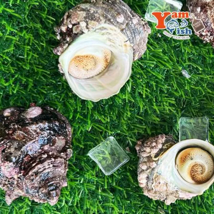 완도 뿔소라 1kg 캠핑 조개구이 조개찜 이미지