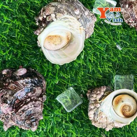 완도 뿔소라 1kg 캠핑 조개구이 조개찜 이미지