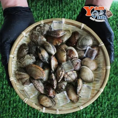 남해 왕바지락 3kg 생물