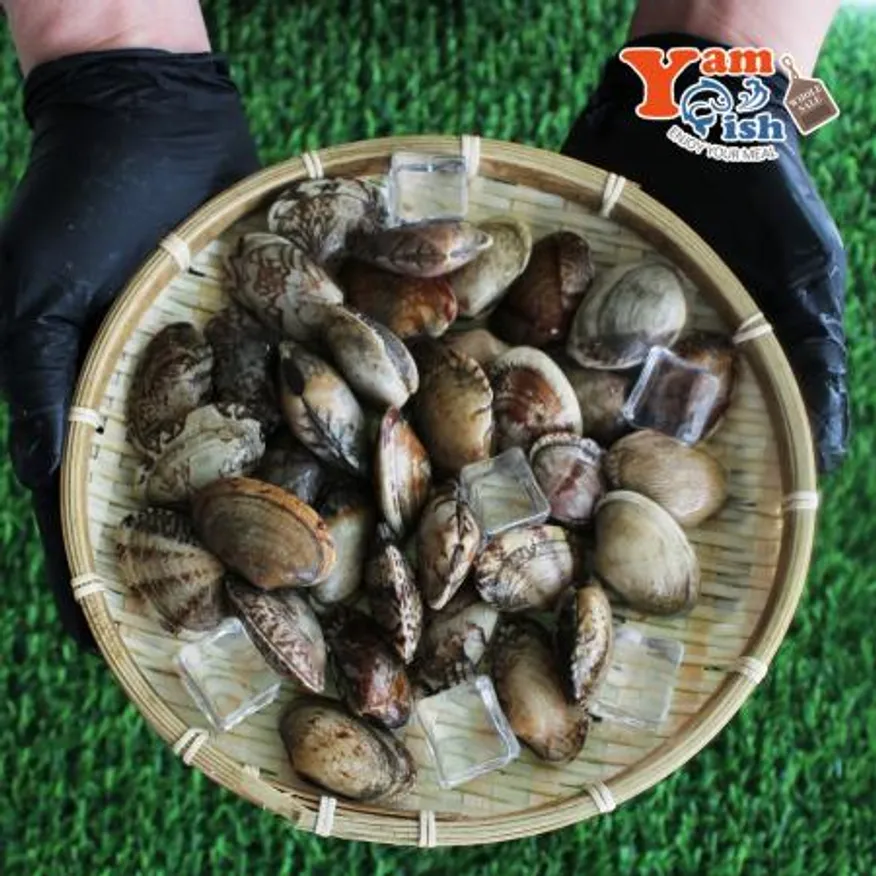 남해 왕바지락 3kg 생물 이미지