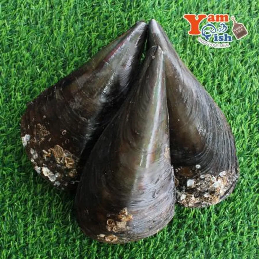 생물 키조개 미니 소 1마리 캠핑 조개구이 이미지