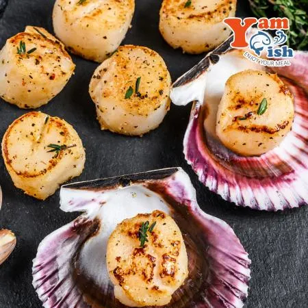 손질 가리비관자 1kg 16/20 페루산 부드러운 횟감용 개아지살 버터구이 이미지