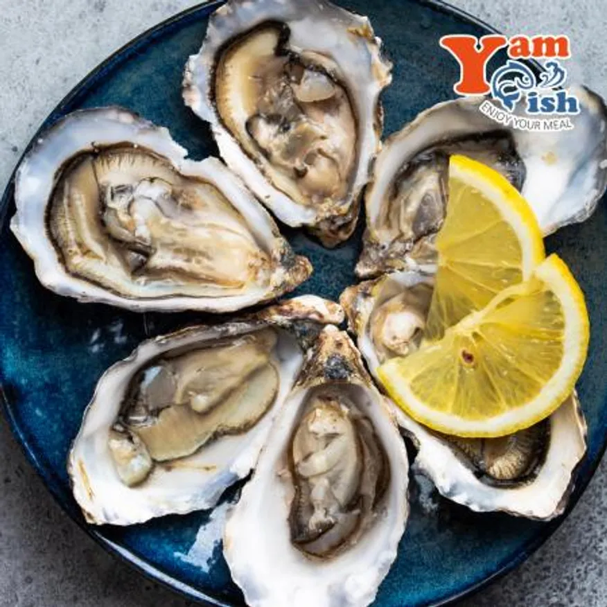 통영 굴 하프쉘 30미 내외 석화 반각굴 생굴회 이미지