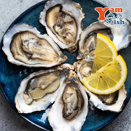 통영 굴 하프쉘 30미 내외 석화 반각굴 생굴회 이미지