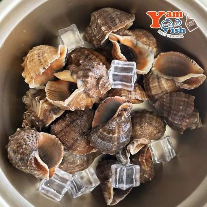 서해안 참소라 2kg 이미지