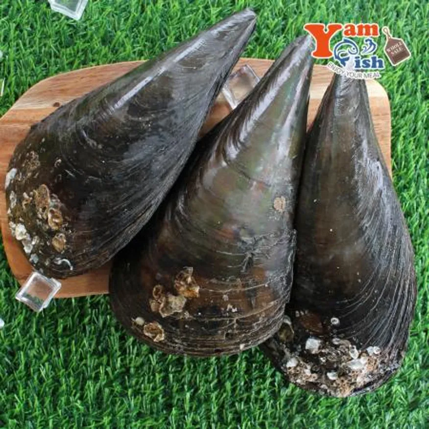 생물 키조개 미니 소 1마리 캠핑 조개구이 이미지