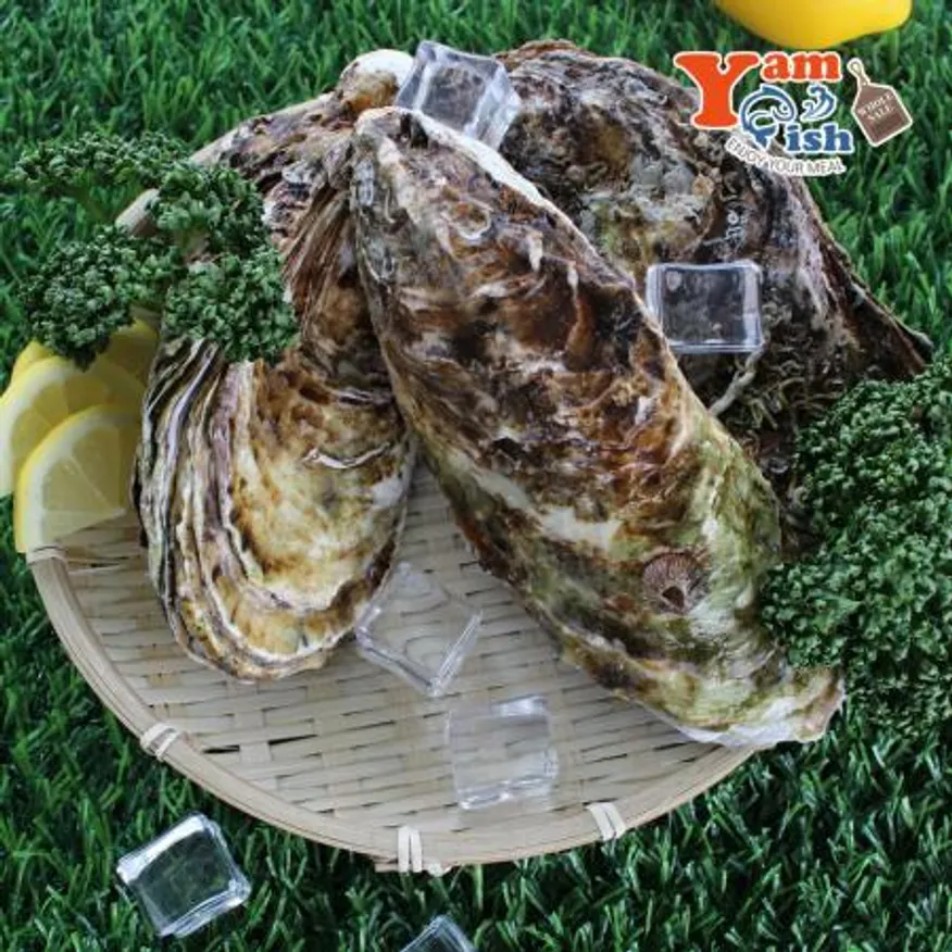 삼배체굴 큰굴 석화 3kg 생물 이미지