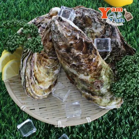 삼배체굴 큰굴 석화 3kg 생물 이미지