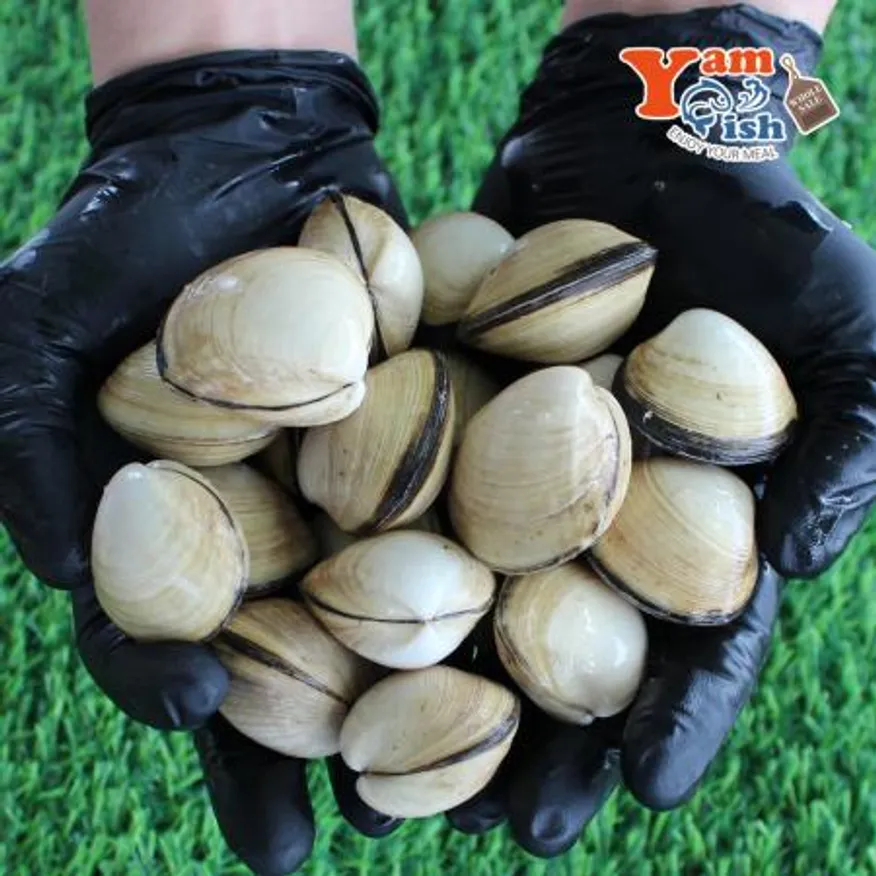 서해 자연산 동죽조개 1kg 생물 이미지