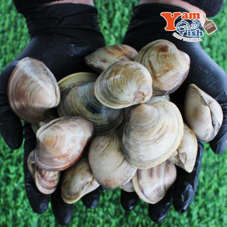 백상합 500알 백합 조개 소 3kg 생물